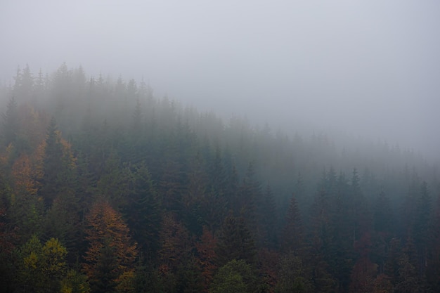 历史时期的文学体裁的分类